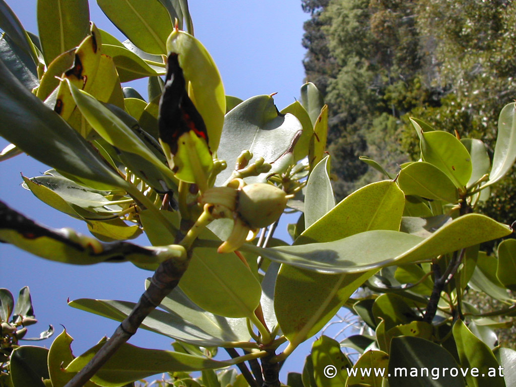 Rhizophora stylosa fruits